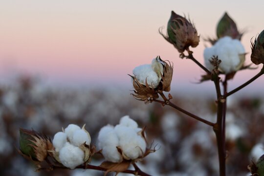 Cotton on a farm, about ready for harvest. 