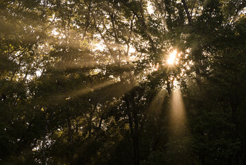 樹林と光芒（奈良県）