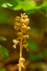 Bird`s-nest Orchid (Neottia nidua-avis) in natural habitat