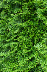 Close up of fresh green christmas leaves and branches of thuja coniferous tree with fine texture and structure of evergreen shrub