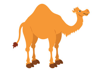 Vector Illustration of Dromedaryl isolated on white background. Clipart Dromedary