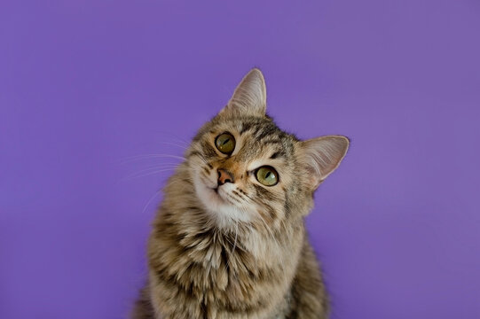 Portrait of a charming gray tabby cat in the background in the studio. Space for copying text. Isolated on a solid purple background. The concept of pets