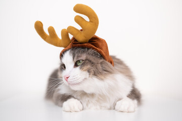 Cute cat in a Christmas reindeer hat with antlers sitting on a white one. Postcard with a pet for...