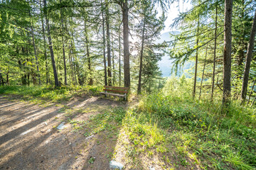 Pine forest in Alps