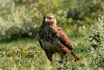 Common Buzzard in natural habitat
