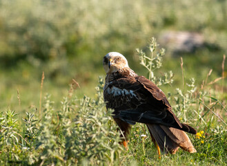 Male Marsh Harrier sitting on the ground