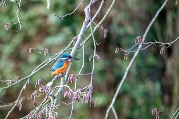 Adult kingfisher, alcedo atthis, perched on a branch by a river in Hampshire, UK. This bird is watching for a fish to catch from the water below