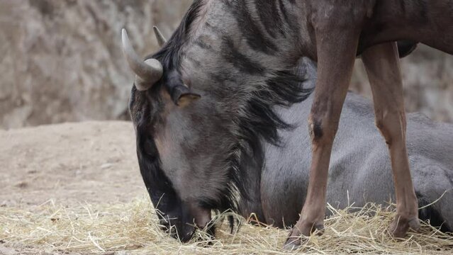 gnou bleu en gros plan dans un parc animalier