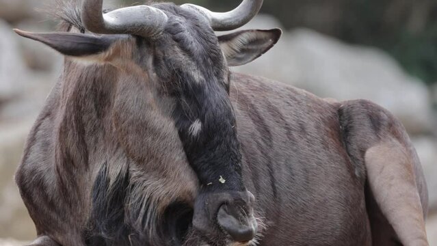 gnou bleu en gros plan dans un parc animalier