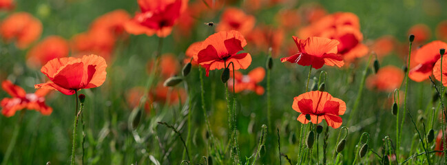 Fototapeta premium Field of poppy flowers papaver rhoeas in spring.