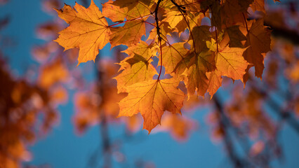 Yellow autumn leaves and black trunks against a blue sky.