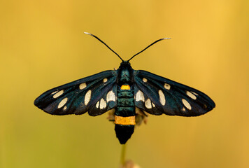 Nine-spotted Moth in natural habitat