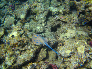 Obraz premium Taeniura lymma stingray at the bottom of the coral reef of the Red Sea, Sharm El Sheikh, Egypt