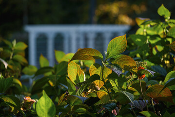 Obraz premium AUTUMN IN THE CITY PARK - Colorful season in the sunshine