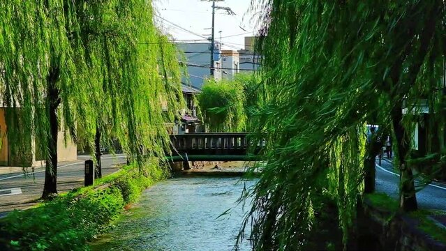 日本、川、柳の木、京都、秋、青空。 白い雲、風景
