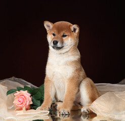 Cute shiba inu puppy with roses on brown background