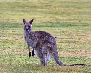 Closeup shot of an Eastern grey kangaroo in Brisbane, Australia