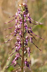 Lizard Orchid (Himantoglossum jankae) in natural habitat