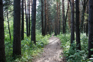 dirt path in the forest
