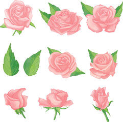 Set of Watercolor Rose flower, Pink flora clipart.