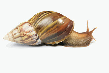 Vector illustration of realistic snail. snail