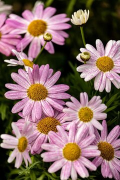 Vertical Shot Of Paris Daisies Blossoming In The Garden