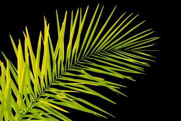 Obraz premium Palme sur fond noir 