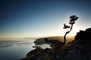 Tree and sea at sunset. Crimea landscape. Nature background