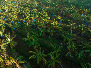Banana trees growing in field