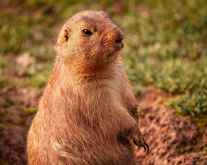 prairie dog in the grass