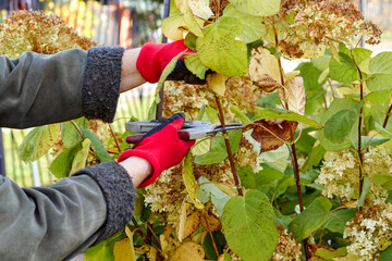 Pruning a hydrangea bush in the garden. Gloved hands and secateurs. Autumn work in the garden