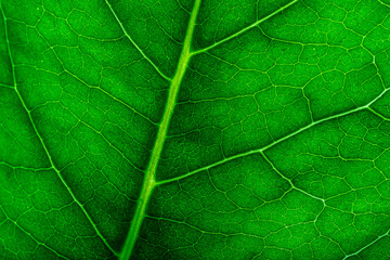 Fototapeta na wymiar detail of a green leaf with veins