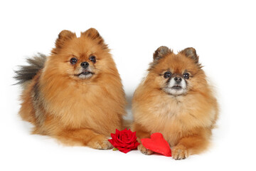 couple of pomeranian spitz lying with red rose and heart isolated on white 