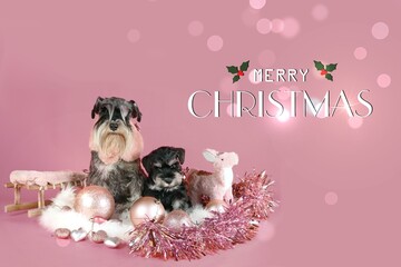 merry christmas card with puppy and adult schnauzer in pink background 
