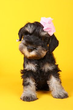 Miniature Schnauzer Puppy With Flower On His Head Sitting In Front On Yellow Background 