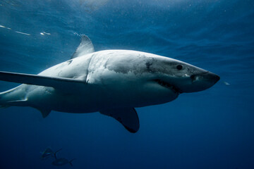 Great White Shark Swimming Beneath the Ocean's Surface