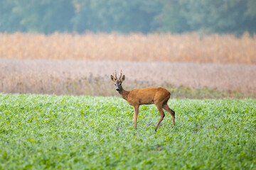 Male Roe-Deer
