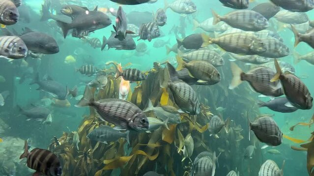 Variety of sliver fish in the kelp forest
