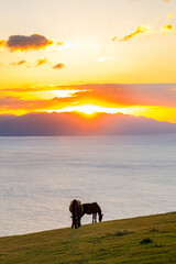 夕日と御崎馬　都井岬　宮崎県串間市　Sunset and Misaki horse. Cape Toi. Miyazaki prefecture Kushima city.