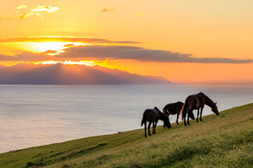 夕日と御崎馬　都井岬　宮崎県串間市　Sunset and Misaki horse. Cape Toi. Miyazaki...