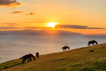 夕日と御崎馬　都井岬　宮崎県串間市　Sunset and Misaki horse. Cape Toi. Miyazaki...