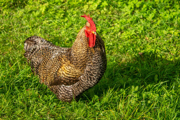 Portrait of beautiful, mottled rooster. Against background of emerald-green grass. Topic: chicken breeding, poultry farming
