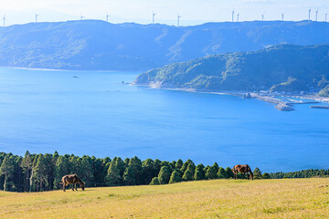 御崎馬と秋の景色　宮崎県串間市　Misaki horse and autumn scenery. Miyazaki prefecture Kushima city.
