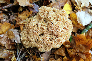 Sparassis (cauliflower mushroom) edible mushroom found under ine trees in autumn