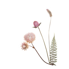 Pink dried flowers isolated on a white background.