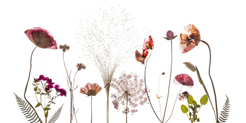 Pressed red and salmon poppies, Lathyrus and Ghomphrena