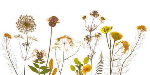Dried yellow flowers composition of pressed flowers.