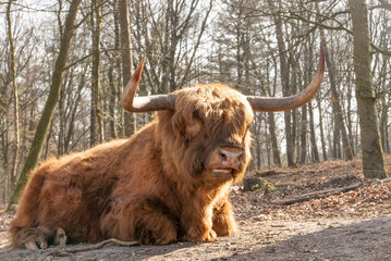 Beautiful horned Highland Cattle in a natural environment.