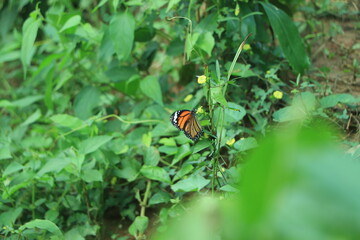 A beautiful tiger butterfly in a meadow in orange and green tones. Copy space