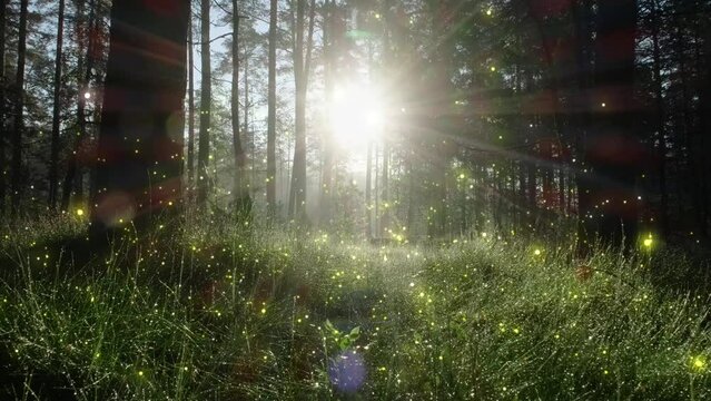 Fairy tale magical morning forest with glowing fireflies. Magical particles swirl among the fantastically enchanted trees. Mystical woods. High quality 4k footage